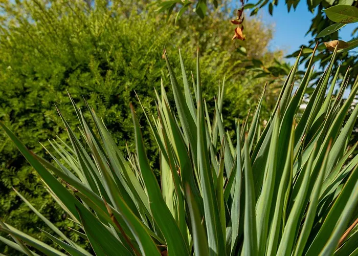 Menada Apolon 아파트호텔 3*